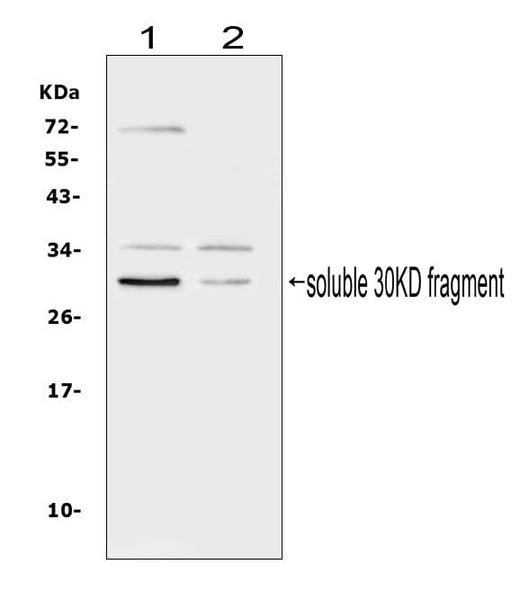 Anti-Flt3 ligand/FLT3LG Antibody Picoband® Boster Bio