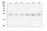 Anti-Follistatin-related protein 3 FSTL3 Antibody Picoband® Boster Bio