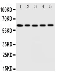 Anti-Iduronate 2 sulfatase/IDS Antibody Picoband® Boster Bio
