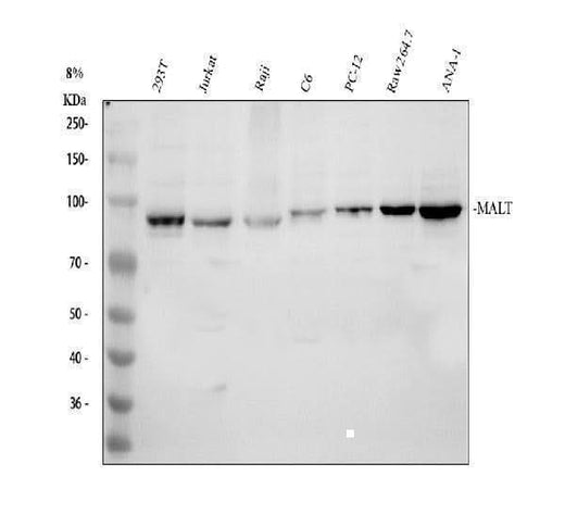 Anti-MALT1 Antibody Picoband® Boster Bio