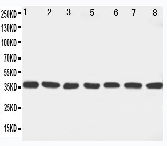 Anti-MEK6/MAP2K6 Antibody Picoband® Boster Bio