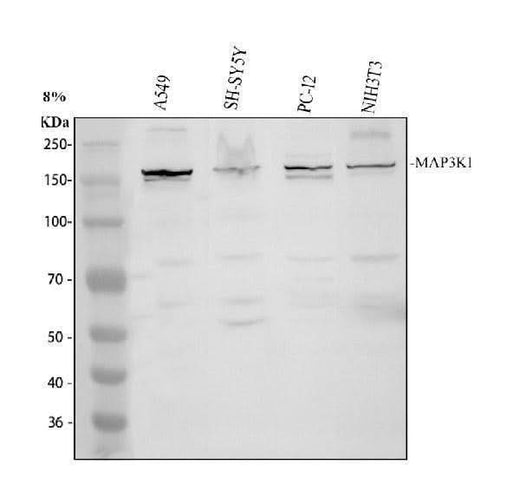 Anti-MEKK1/MAP3K1 Antibody Picoband® Boster Bio