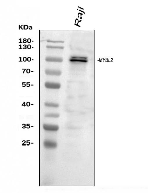 Anti-B MyB/MYBL2 Antibody Picoband® Boster Bio