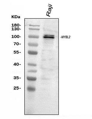 Anti-B MyB/MYBL2 Antibody Picoband® Boster Bio