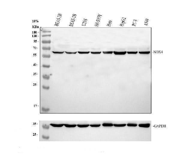 Anti-NADPH oxidase 4/NOX4 Antibody Picoband® Boster Bio