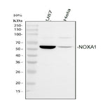 Anti-NOXA1 Antibody Picoband® Boster Bio