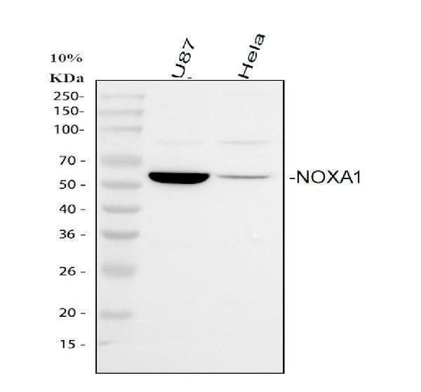 Anti-NOXA1 Antibody Picoband® Boster Bio