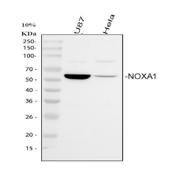 Anti-NOXA1 Antibody Picoband® Boster Bio