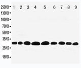 Anti-Prohibitin/PHB Antibody Picoband® Boster Bio