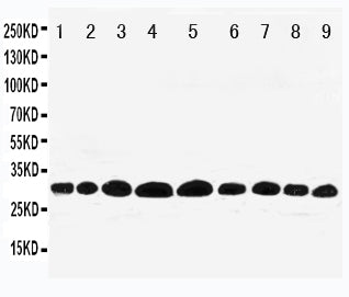 Anti-Prohibitin/PHB Antibody Picoband® Boster Bio