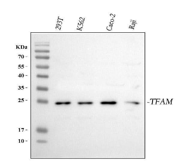 Anti-mtTFA/TFAM Antibody Picoband® Boster Bio