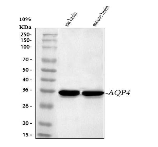 Anti-Aquaporin 4/AQP4 Antibody Picoband® Boster Bio