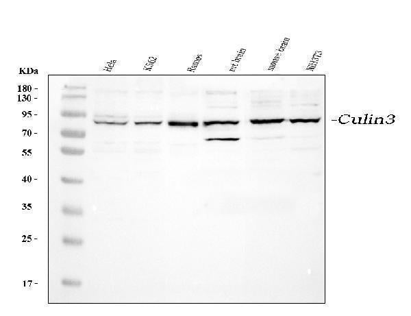 Anti-Cullin 3/CUL3 Antibody Picoband® Boster Bio