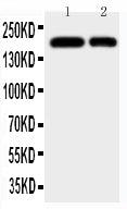 Anti-CD11b/ITGAM Antibody Picoband® Boster Bio