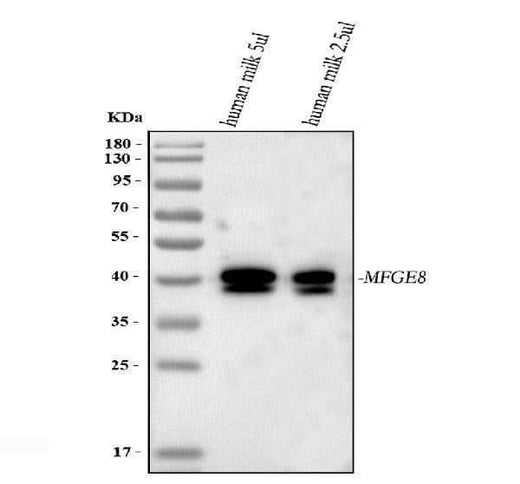 Anti-Milk Fat Globule 1/MFGE8 Antibody Picoband® Boster Bio