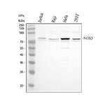 Anti-NADPH oxidase 5 NOX5 Antibody Picoband® Boster Bio