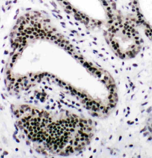 Anti-Nuclear respiratory factor 1 NRF1 Antibody Picoband® Boster Bio