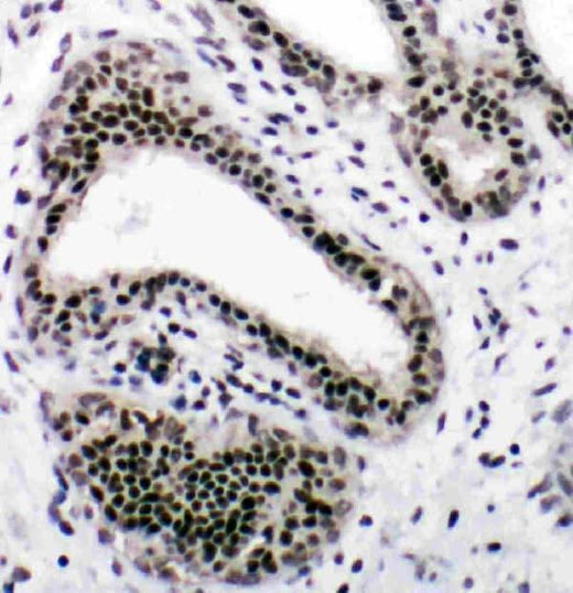 Anti-Nuclear respiratory factor 1 NRF1 Antibody Picoband® Boster Bio