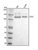 Anti-CD31/PECAM1 Antibody Picoband® Boster Bio