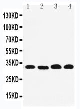 Anti-REA/PHB2 Antibody Picoband® Boster Bio