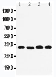 Anti-REA/PHB2 Antibody Picoband® Boster Bio