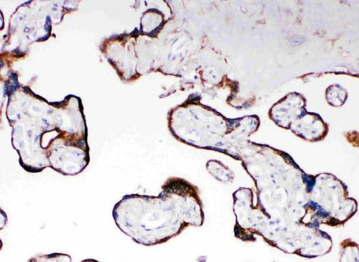 Anti-Cytochrome P450 Reductase/POR Antibody Picoband® Boster Bio