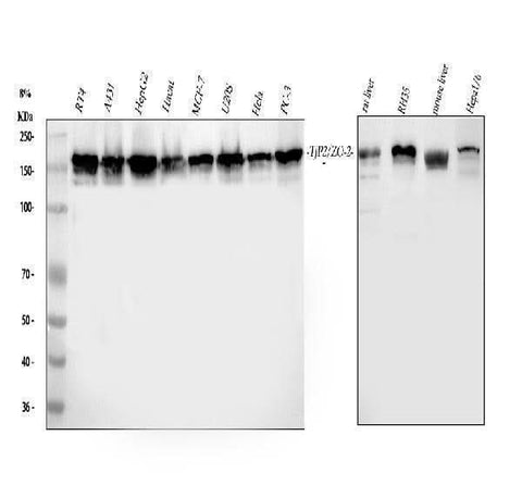 Anti-Tight junction protein ZO-2 TJP2 Antibody Picoband® Boster Bio