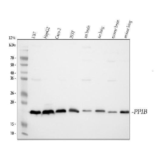 Anti-Cyclophilin B/PPIB Antibody Picoband® Boster Bio