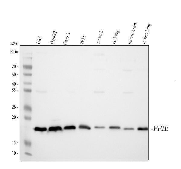 Anti-Cyclophilin B/PPIB Antibody Picoband® Boster Bio