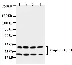 Anti-Caspase-3(P17)/CASP3 Antibody Picoband® Boster Bio