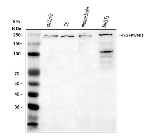Anti-VEGF Receptor 1/FLT1 Antibody Picoband® Boster Bio
