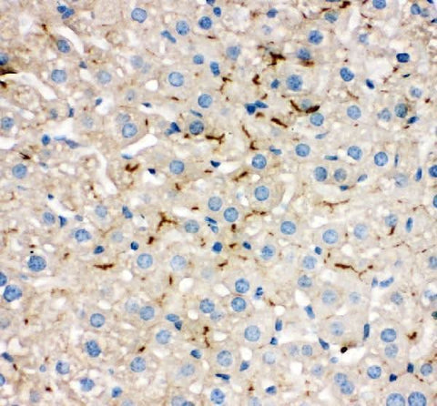Anti-Tight junction protein ZO-2 TJP2 Antibody Picoband® Boster Bio