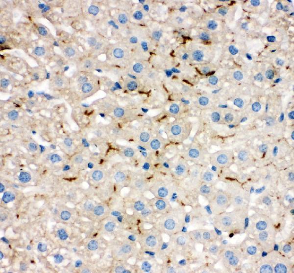 Anti-Tight junction protein ZO-2 TJP2 Antibody Picoband® Boster Bio
