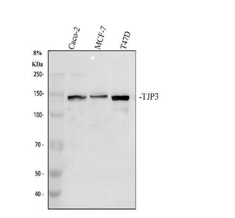Anti-Zonula occludens protein 3/TJP3 Antibody Picoband® Boster Bio