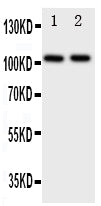 Anti-Zonula occludens protein 3/TJP3 Antibody Picoband® Boster Bio
