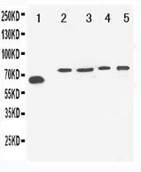 Anti-Neurosecretory protein VGF VGF Antibody Picoband® Boster Bio