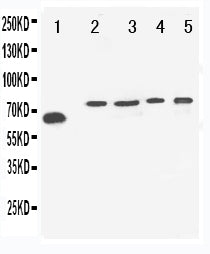 Anti-Neurosecretory protein VGF VGF Antibody Picoband® Boster Bio