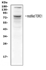 Anti-TORC1/CRTC1 Antibody Picoband® Boster Bio