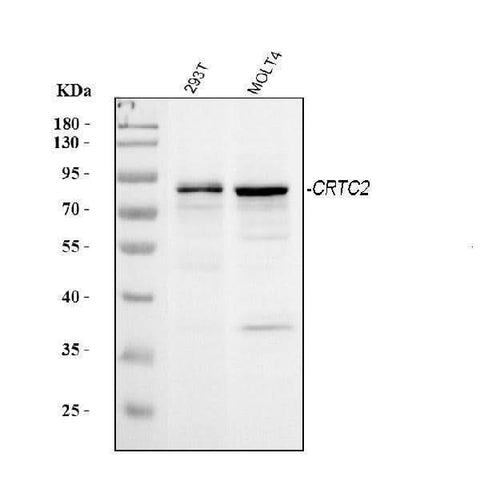 Anti-TORC2/CRTC2 Antibody Picoband® Boster Bio