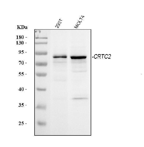 Anti-TORC2/CRTC2 Antibody Picoband® Boster Bio
