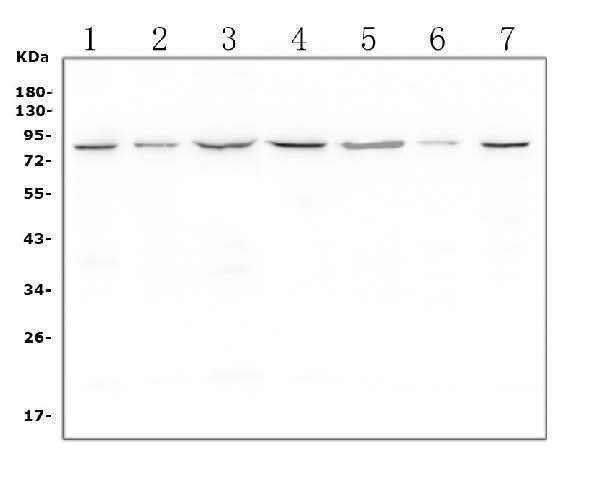 Anti-LTK Antibody Picoband® Boster Bio