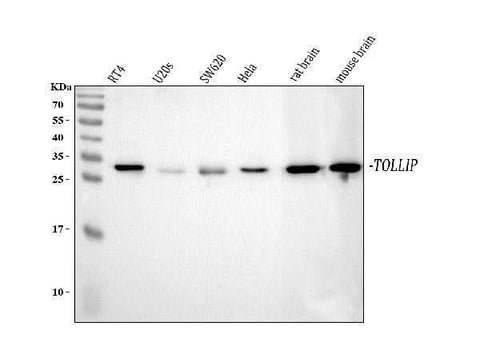 Anti-Toll-interacting protein Tollip Antibody Picoband® Boster Bio