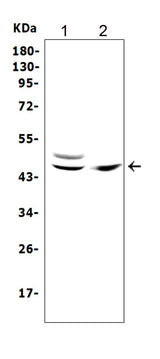 Anti-TRAF1 Antibody Picoband® Boster Bio
