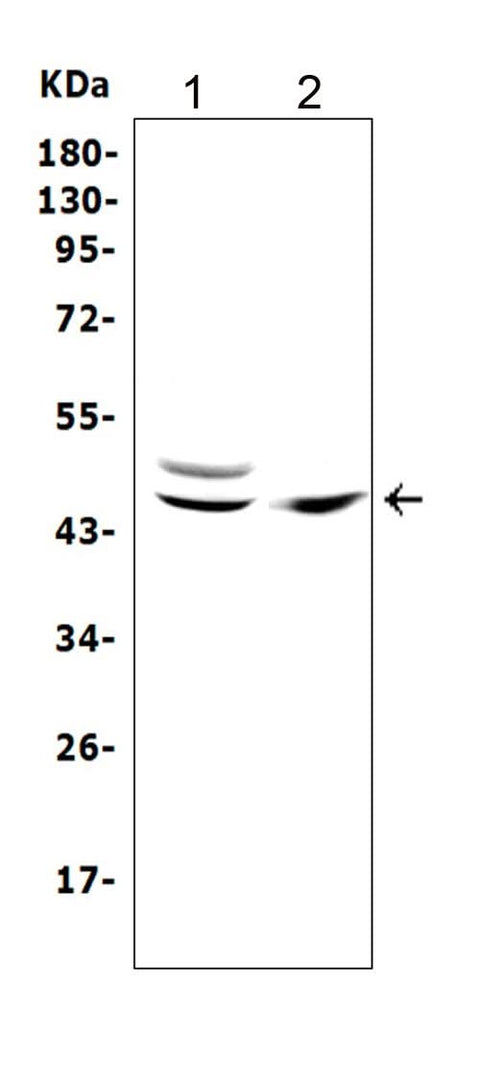 Anti-TRAF1 Antibody Picoband® Boster Bio