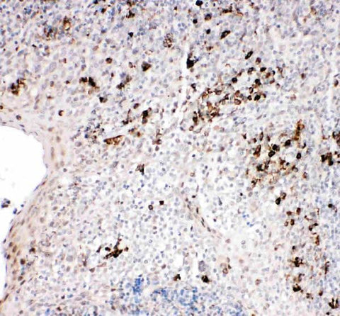 Anti-TRAF2 Antibody Picoband® Boster Bio