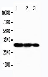 Anti-TRAF3 Antibody Picoband® Boster Bio