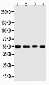 Anti-TRAF4 Antibody Picoband® Boster Bio