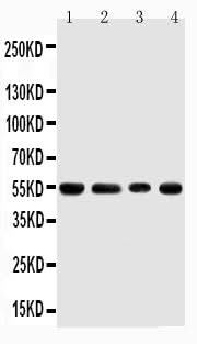 Anti-TRAF4 Antibody Picoband® Boster Bio