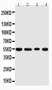 Anti-TRAF4 Antibody Picoband® Boster Bio