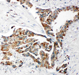 Anti-TRAM1 Antibody Picoband® Boster Bio